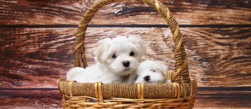 adorable animal baby basket