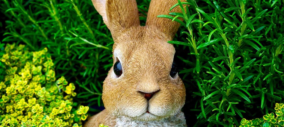 bunny cute ears easter bunny